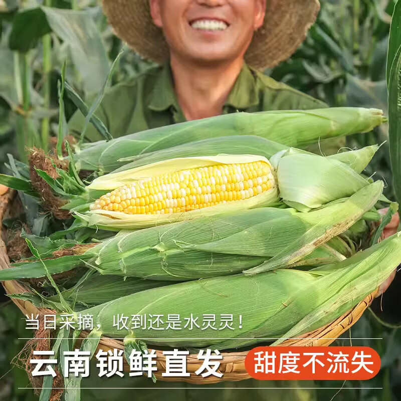 果食鲜丰云南水果玉米 金银水果甜玉米当季生鲜新鲜蔬菜现摘现发玉米代餐 净重4.5斤【手工甄选】