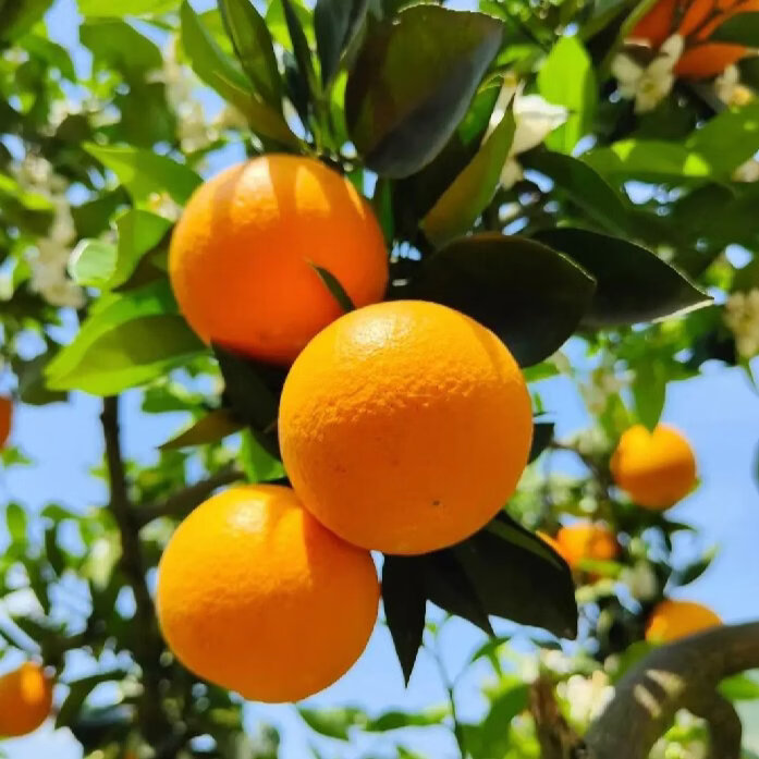 江橙诗语【SF到家】应季三峡伦晚脐橙5斤装皮薄多汁新鲜脐橙湖北宜昌橙子 顺丰产地直发 净重5斤伦晚中大果