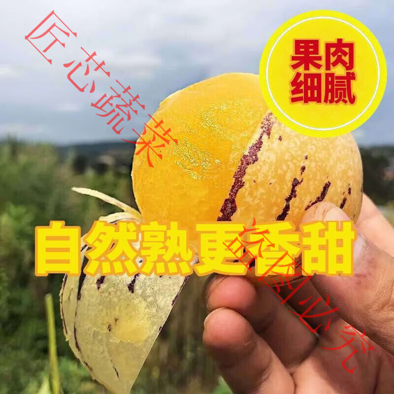 云南石林人参果水果新鲜应季孕妇当季圆果黄肉黄心人生树上熟整箱 正宗云南人参果【爆甜多汁】地头价 净重:5斤特大果(单果100g起)超高回购
