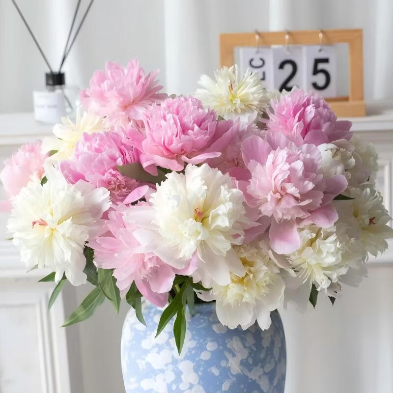 云舍花卉【PLUS】凤羽落金池四川芍药重瓣鲜切花包邮云南基地直发鲜花 【四川芍药】5支 凤羽落金池芍药 【同一地址两单及以上发顺丰冷链或其他空运】