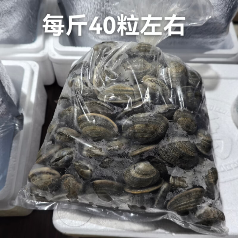 丹东鲜花甲蛤蜊花甲鲜活花甲原产地直发 中号4斤（每斤约60粒）