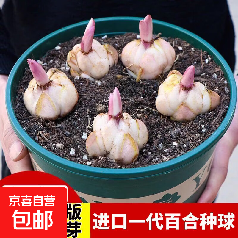 进口香水百合种球四季室内外阳台多头带牙百合耐寒好养重瓣种植 混色百合1棵+送肥料