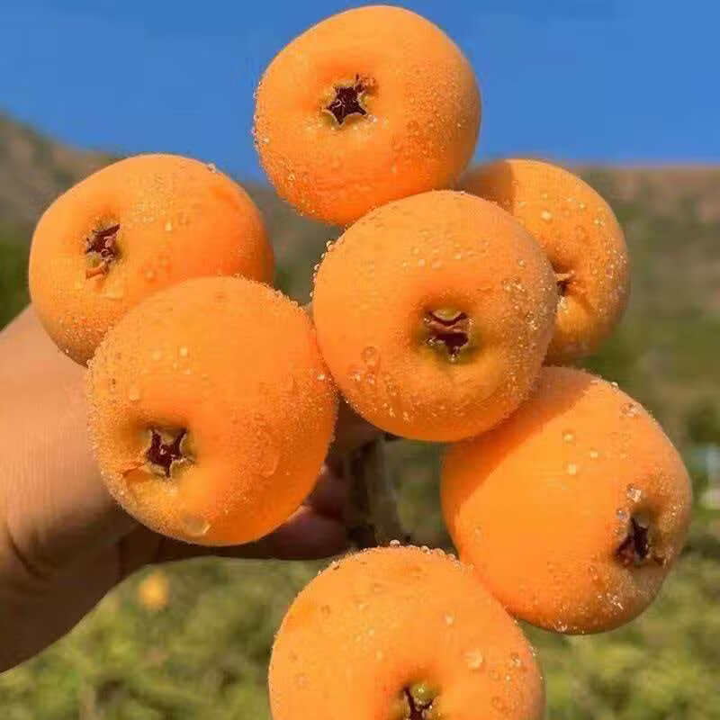 贵州高山枇杷新鲜应季水果枇杷新摘自然熟枇杷整箱直发坏果包赔 贵州高山枇杷 1斤净重小果20-30g（试吃装）