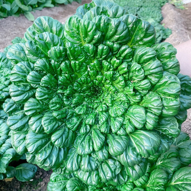 播种心情 乌塌菜种子黑心乌塌菜黄心乌塌菜 中八叶维生素菜  阳台盆栽