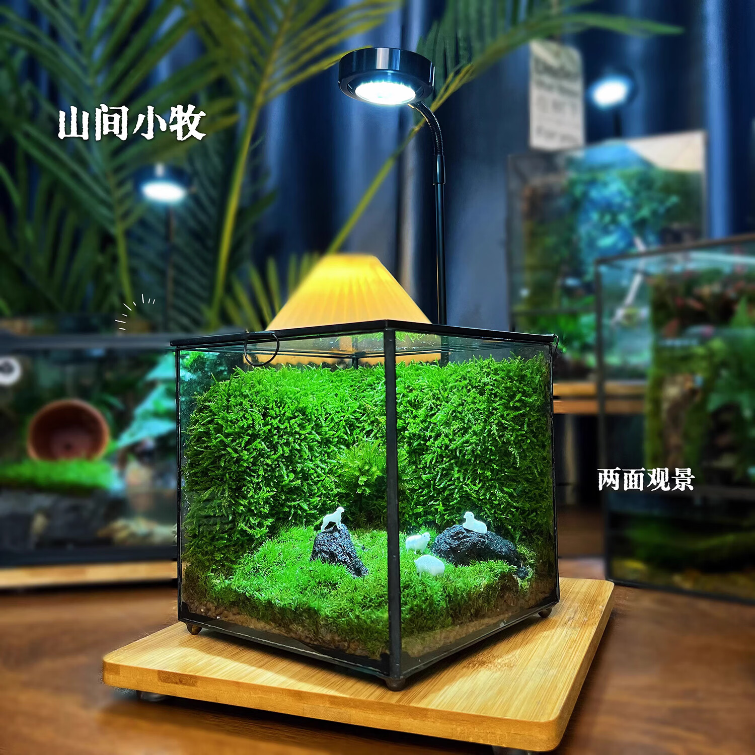 封茗网红趣味桌面绿植摆件苔藓微景观生态缸懒人养护生态闷养盒创意 精灵旅馆】升级版+植物灯