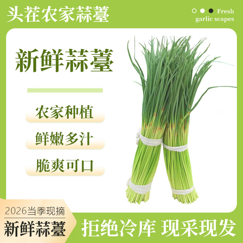 2026年蒜薹 新鲜现摘现发 生鲜蔬菜 产地直发 清炒凉拌 新鲜蒜薹净重3斤