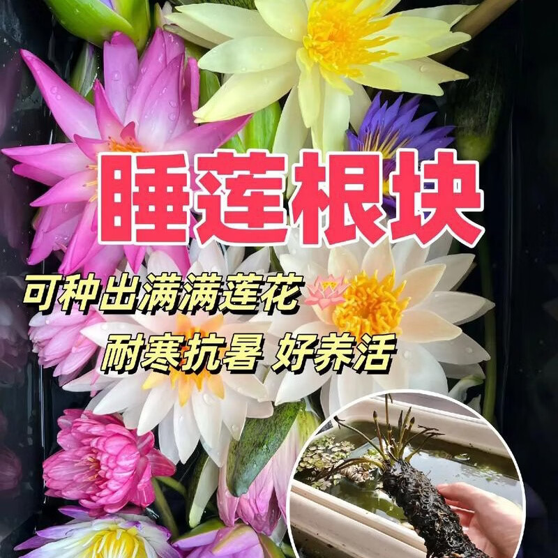 睡莲水培植物四季水养莲花苗耐寒大睡莲根块荷花睡莲苗带花苞发货 睡莲盲盒【1棵】当年开花
