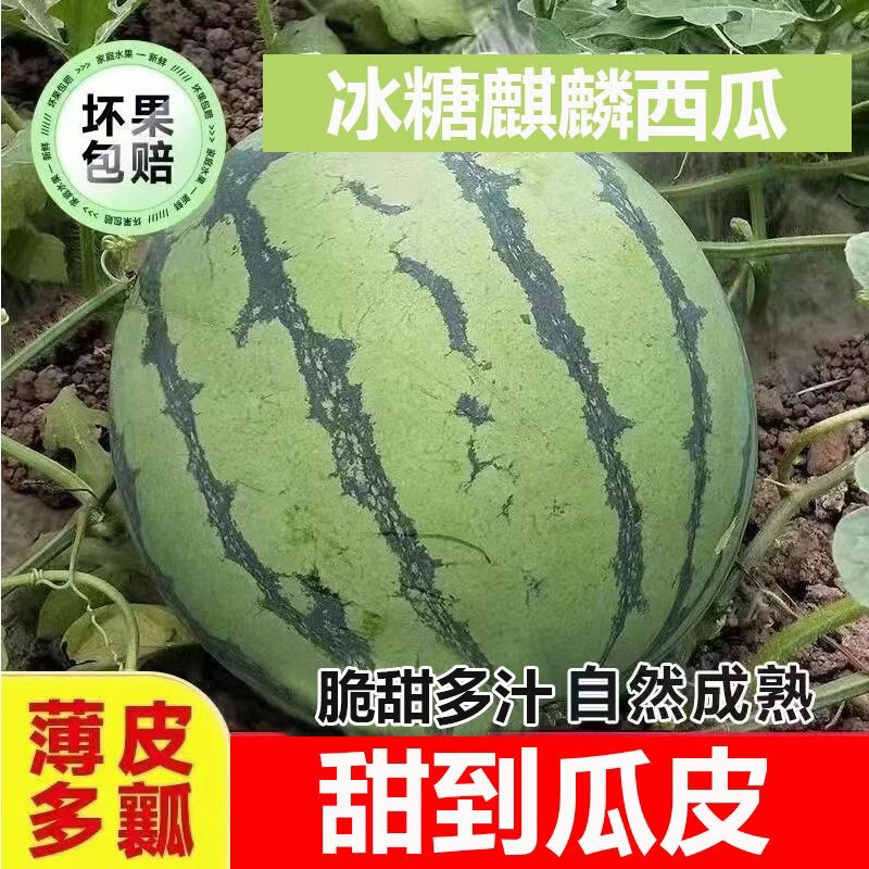 香当阳光【冰糖正宗麒麟】云南西瓜脆甜瓜现摘薄皮美都新鲜水果泡沫箱发货 【实惠超值】4-5斤【一个瓜】