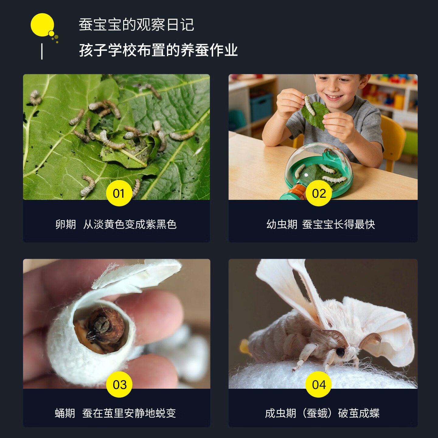 妙儿亲儿童昆虫饲养拼插积木观察盒户外探索套装可伸缩显微镜科学实验 豪华组【伸缩显微镜套装+养殖观察盒套装】