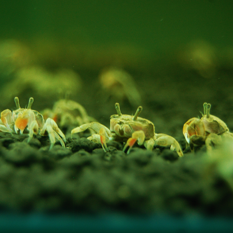 听白阁迷你辣椒蟹宠物蟹宠物螃蟹观赏蟹活体宠物蟹吃虫除藻泥蟹 辣椒