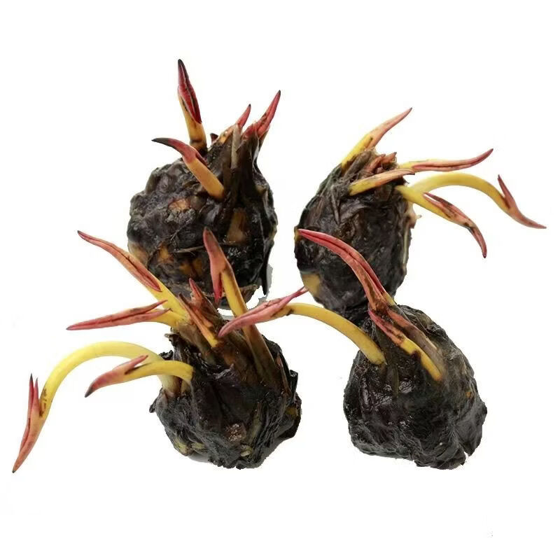 睡莲水培植物四季水养莲花苗耐寒大睡莲根块荷花睡莲苗带花苞发货 睡莲盲盒【1棵】当年开花