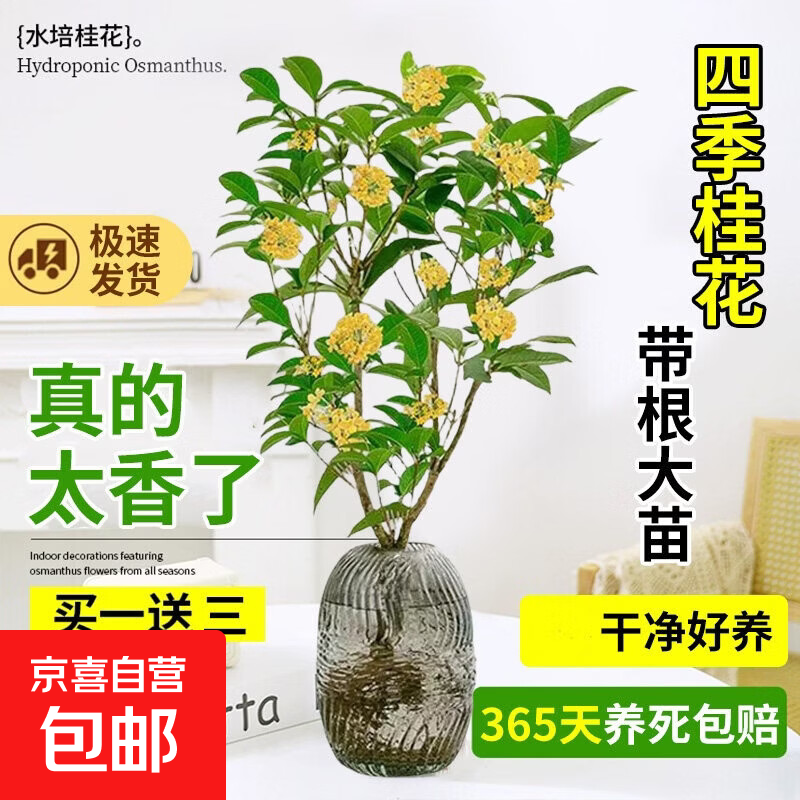 水培桂花盆栽树苗水养植物四季桂花鲜切花浓香型室内好养绿植花卉 带根大苗-水培桂花40-50cm【单发植物/2颗】