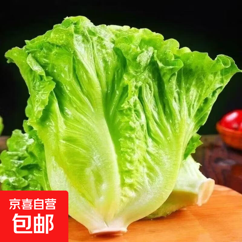 新鲜生菜脆嫩当季青菜叶子即食奶油农家沙拉时令蔬菜烤肉包菜 地头现摘 鲜嫩脆甜【冷链发货】 4斤