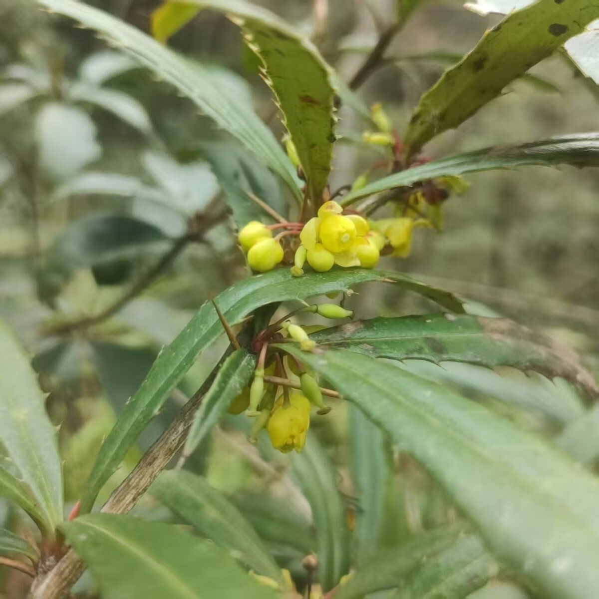 【地狱级苦味】四川老川黄连 三颗针清心火圣品 熬夜上火党必备 地狱苦川连 500g*1包
