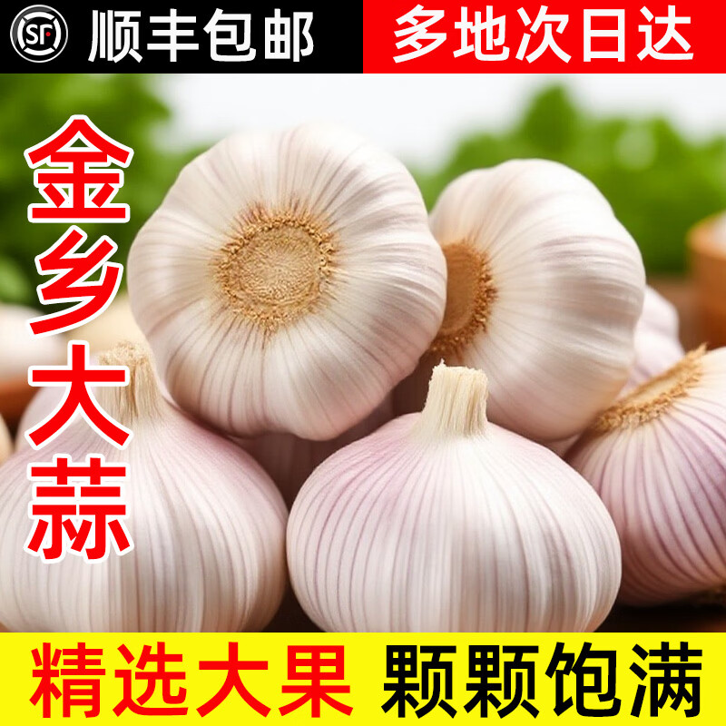 金乡大蒜【原产地直发】山东鲜蒜农家自种大蒜紫白皮蒜子2026干蒜坏果包赔 净重5斤 用心甄选（5-5.5cm）大果