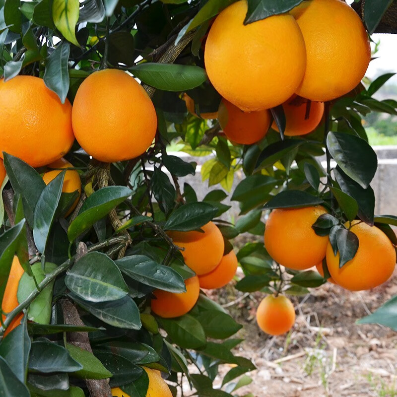 小筑倾橙正宗江西赣南脐橙新鲜手剥赣州脐橙甜橙子水果年货礼盒 10斤精选大果【单果80-90mm】