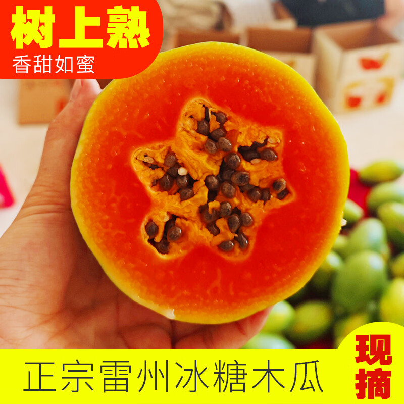 川粤蓉姐正宗雷州冰糖心红心木瓜 精品果 新鲜现摘 软糯香甜 当季水果 精品果净重4.6-5斤 2-4个装【家庭装】