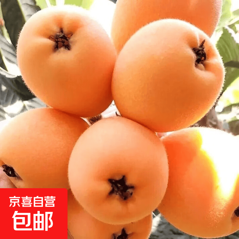 新鲜大五星枇杷云南超甜应季水果整箱冰糖枇杷产地直发 带箱1斤大果40-50克