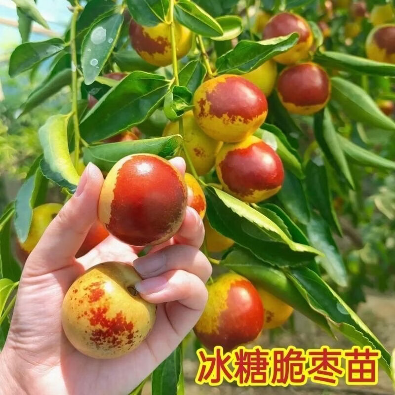 枣树冬枣新品种冰糖脆枣树苗耐寒盆栽地栽南北方种植果树DJL 2颗【阳台小院种植】