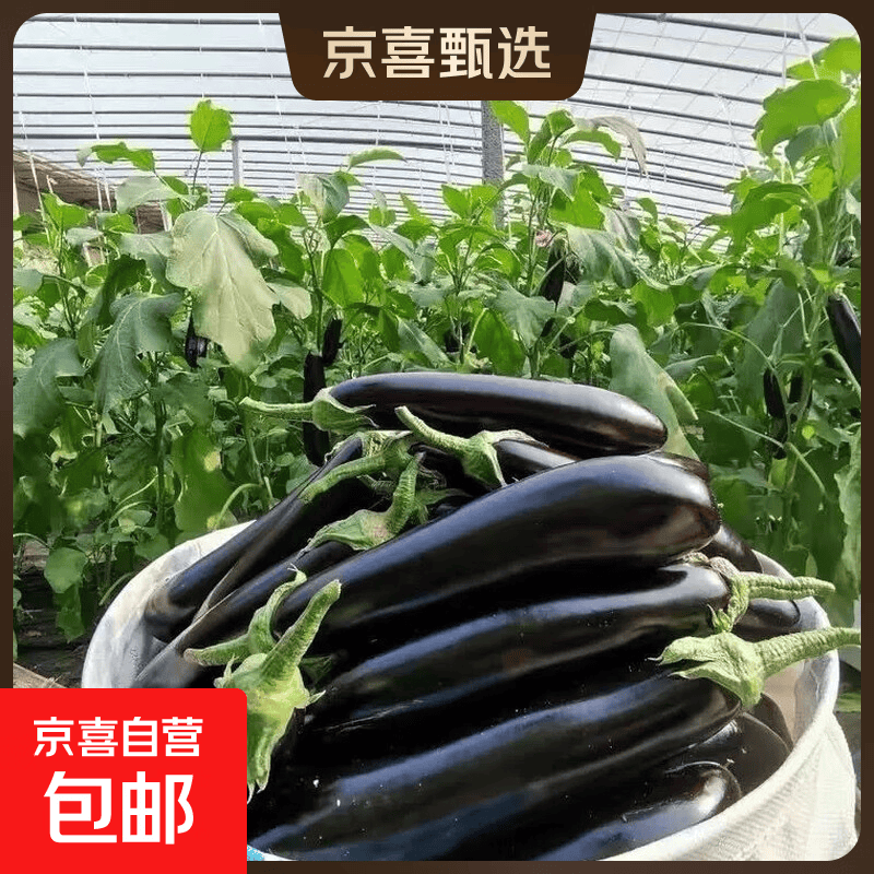【京东快递】现摘现发新鲜绿把黑茄新鲜蔬菜生鲜 山东绿把茄子 3斤 净重