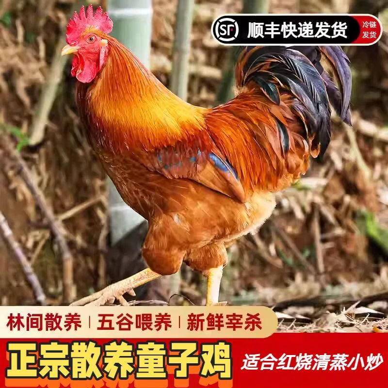顺丰散养小公鸡正宗未打鸣童子鸡刚打鸣小公鸡土鸡走地鸡新鲜鸡肉 童子鸡1.3斤/只（3只）