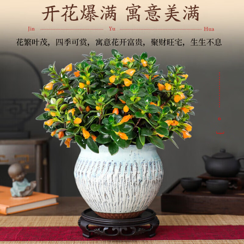 金鱼吊兰鱼花盆栽四季室内客厅阳台开花好养耐寒植物旺宅带花带盆 招财金鱼吊兰3盆【盆+原土肥料】