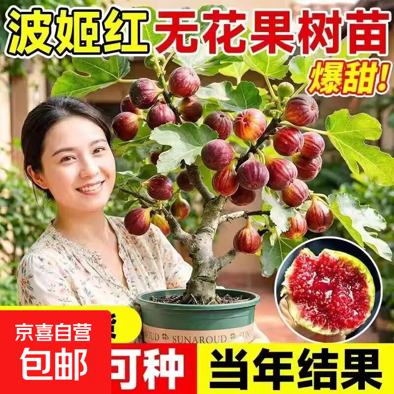 无花果树果苗波姬红特大果矮化盆栽四季南方北方种植当年结果带土 【带叶带盆】格莱斯（15-20厘米高）当年结果)