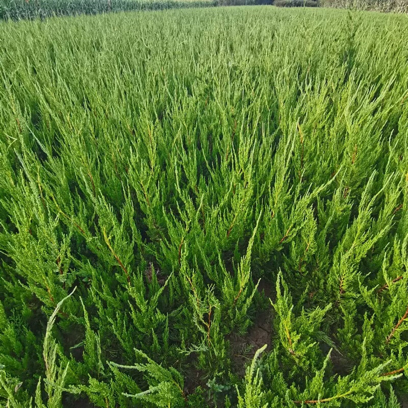 苗侧柏苗桧柏苗树蜀桧宝塔松龙柏苗20-30cm高3棵 刺柏苗20-30cm高3棵