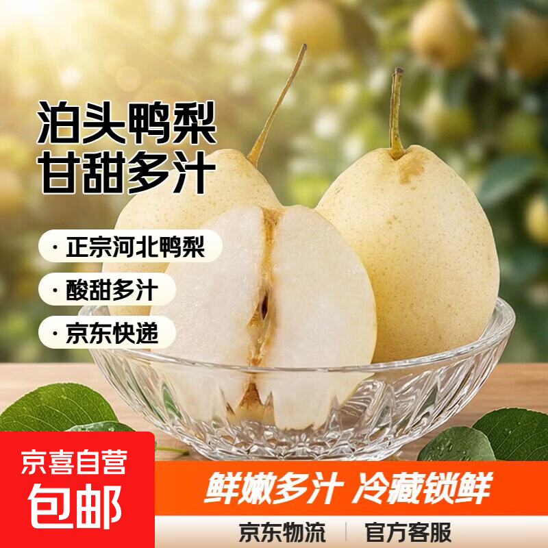 河北泊头鸭梨之乡甘甜可口汁水充盈晋州鸭梨 9斤箱装冷藏鲜果