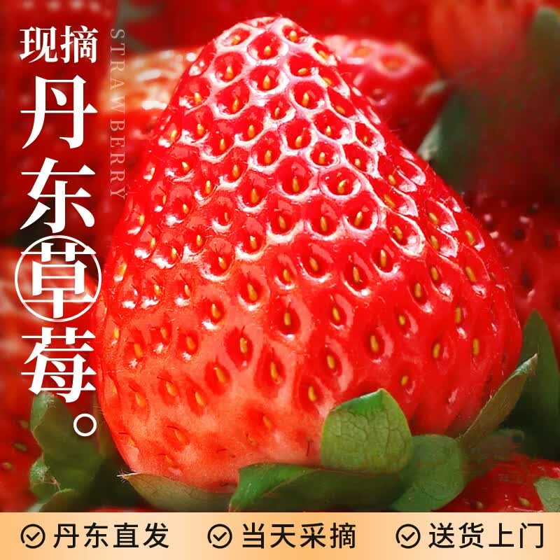 胖东来同款丹东99草莓新鲜水果应当季红颜奶油现货九九牛奶大整箱3 精选特大果(单果35g+) 当日发货 | 次日可达 1500g (净重1400g)