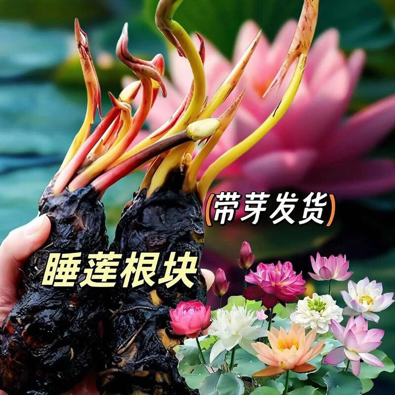睡莲水培植物四季水养莲花苗耐寒大睡莲根块荷花睡莲苗带花苞发货 睡莲盲盒【1棵】当年开花