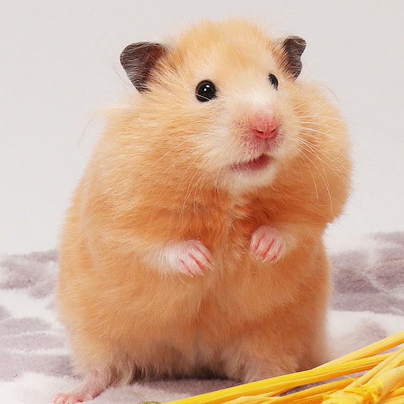 double yellow宠物仓鼠活物小仓鼠幼崽活体仓鼠宝宝金丝熊 米熊1只 可