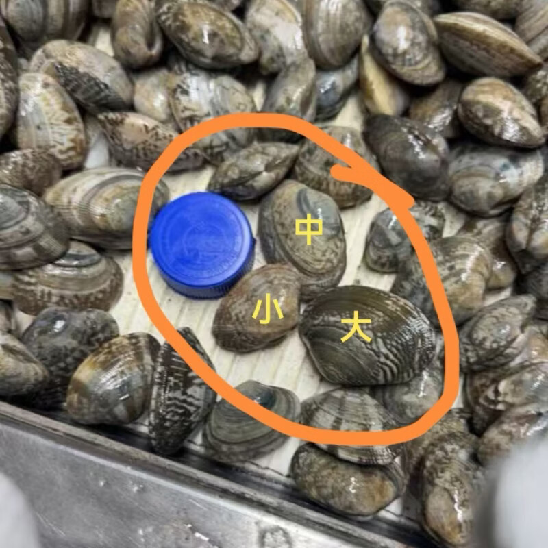 丹东鲜花甲蛤蜊花甲鲜活花甲原产地直发 中号4斤（每斤约60粒）