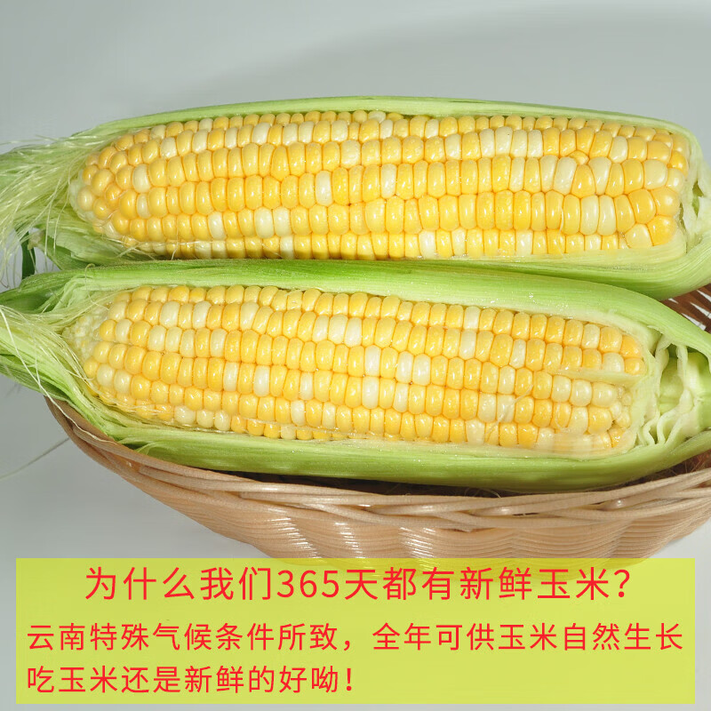 果食鲜丰云南水果玉米 金银水果甜玉米当季生鲜新鲜蔬菜现摘现发玉米代餐 净重4.5斤【手工挑选】