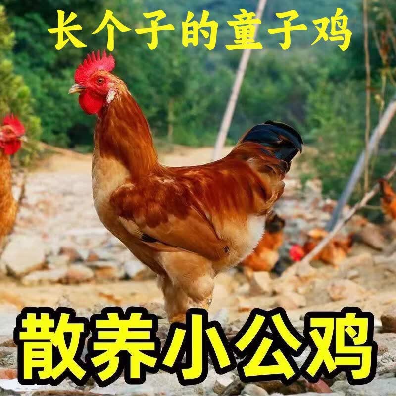 顺丰散养小公鸡正宗未打鸣童子鸡刚打鸣小公鸡土鸡走地鸡新鲜鸡肉 童子鸡1.3斤/只（3只）