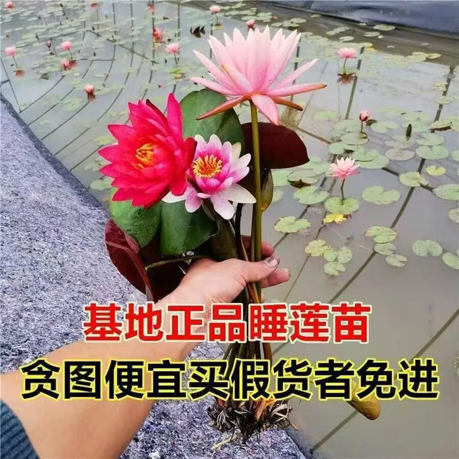 睡莲水培植物四季水养莲花苗耐寒大睡莲根块荷花睡莲苗带花苞发货 睡莲盲盒【1棵】当年开花