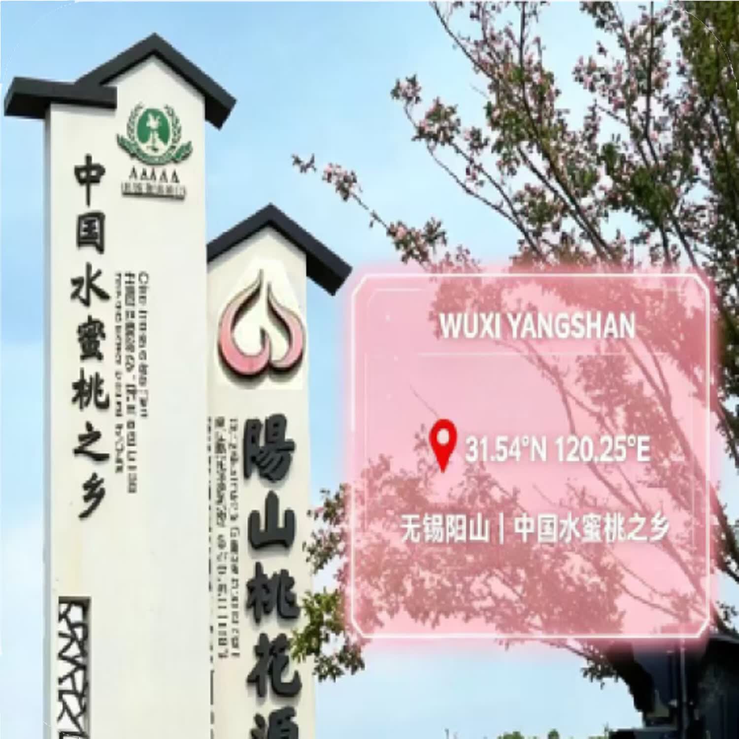 阳山水蜜桃 正宗无锡阳山水蜜桃 新鲜现摘时令水果 高端礼盒装 一级果4-5两8枚礼盒装净重3.2斤多