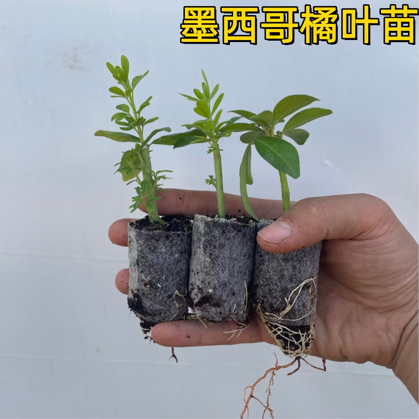 云南苗墨西哥橘叶苗无纺布苗绿色观叶植物盆栽室内外装饰花卉绿植 颜色 墨西哥橘叶杯苗【10棵】