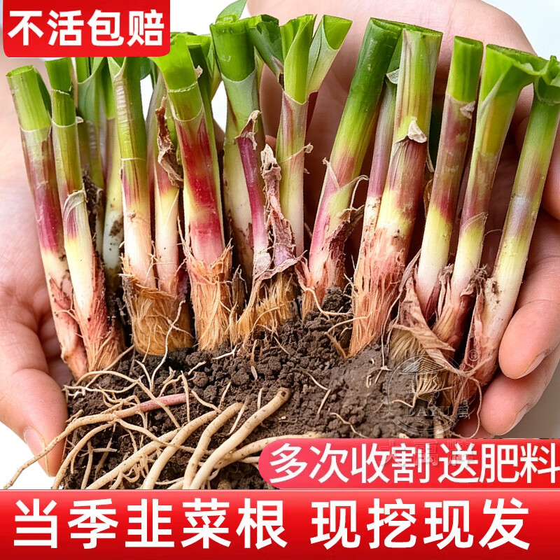 大禹韭菜根苗新根紫红根大叶韮菜移栽根种子四季寿光本地老品种蔬菜 寿光紫红根宽叶韭菜根苗200棵+肥2包