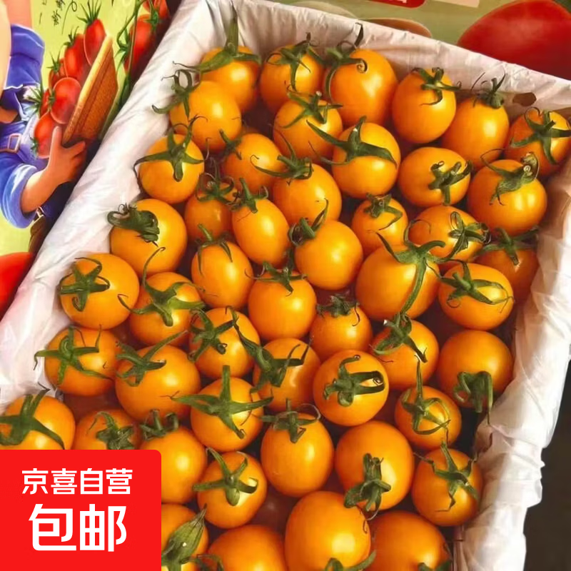 现摘黄色圣女果新鲜水果樱桃小番茄非千禧小西红柿-辽丹 带箱5斤净重4.7斤 黄色圣女果