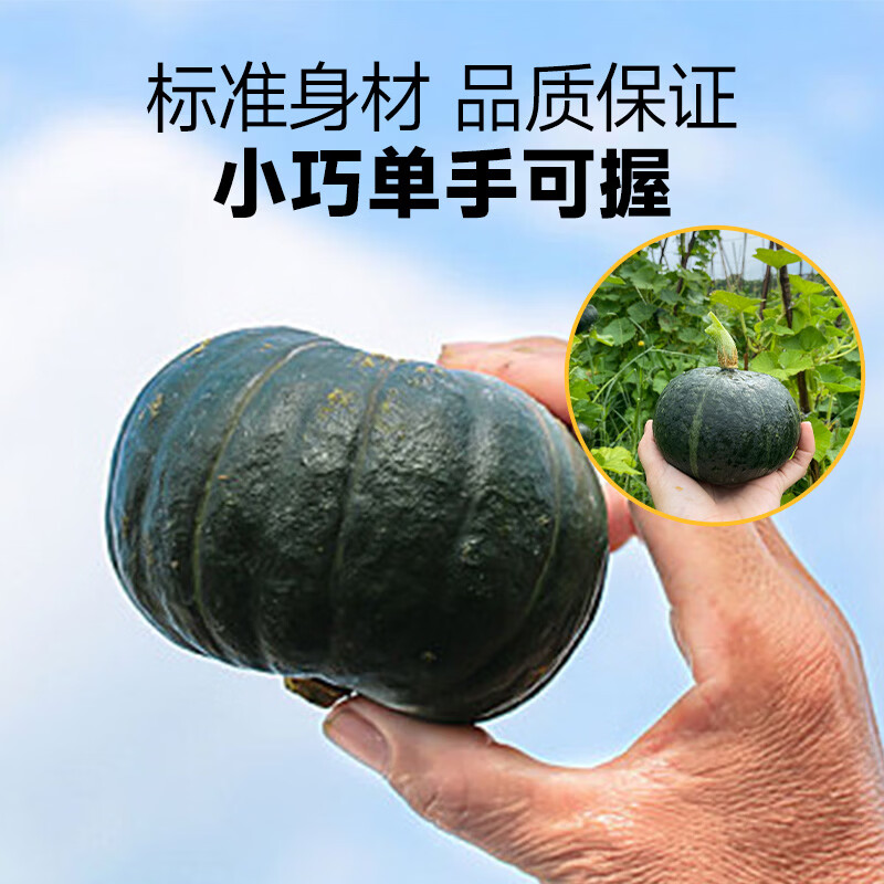 山努农场蟹黄贝贝南瓜粗粮辅食已糖化粉面香甜板栗味轻食代餐 精品装（定制彩箱+顺丰快递)(约4-8颗) 4.5斤