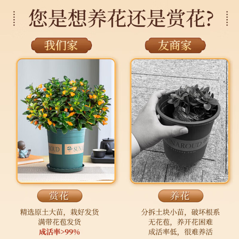 金鱼吊兰鱼花盆栽四季室内客厅阳台开花好养耐寒植物旺宅带花带盆 招财金鱼吊兰3盆【盆+原土肥料】