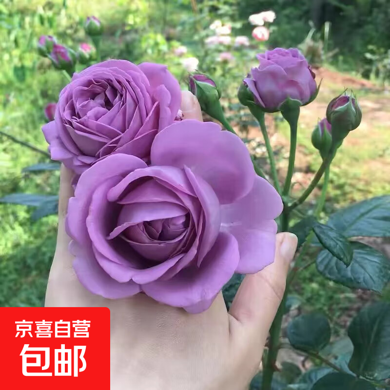玫瑰花苗老桩绿植物盆栽月季蔷薇老根室内外阳台庭院特大花卉四季 8紫美人（老桩苗四季开花）