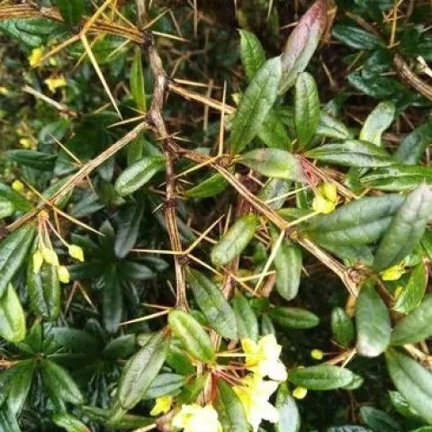 【地狱级苦味】四川老川黄连 三颗针清心火圣品 熬夜上火党必备 地狱苦川连 500g*1包