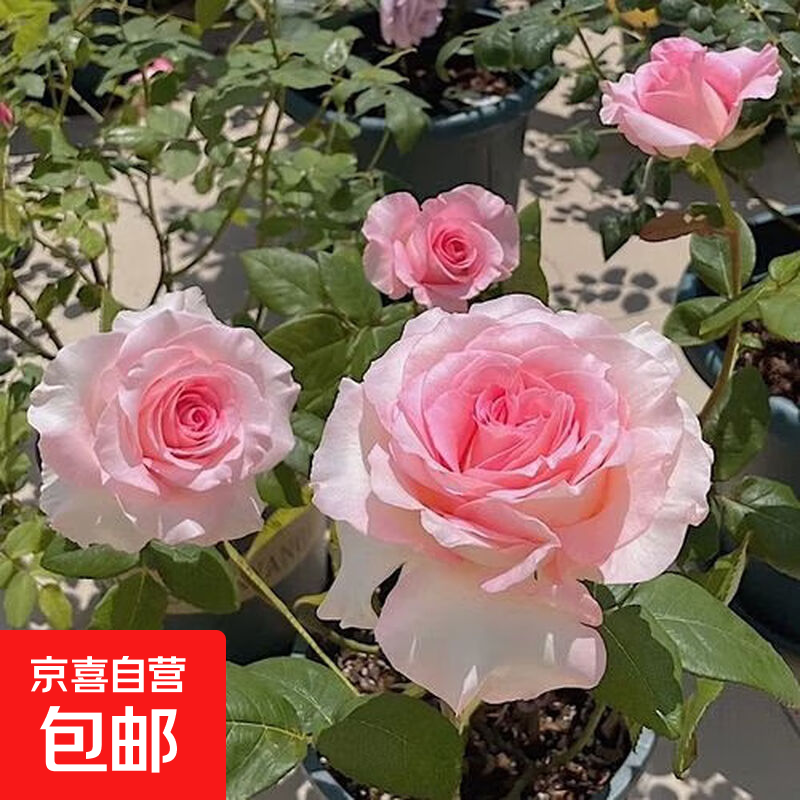 玫瑰花苗老桩绿植物盆栽月季蔷薇老根室内外阳台庭院特大花卉四季 13洛神（老桩苗四季开花）
