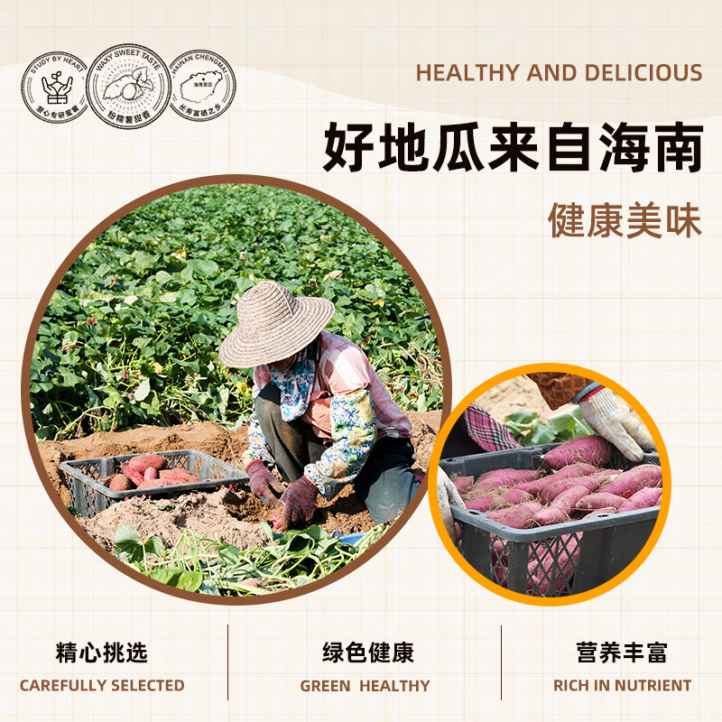 有鲜气海南澄迈馆 正宗桥头地瓜 长寿之乡珍品富硒地瓜沙地红薯桥头发货 精品中果9斤 正版授权