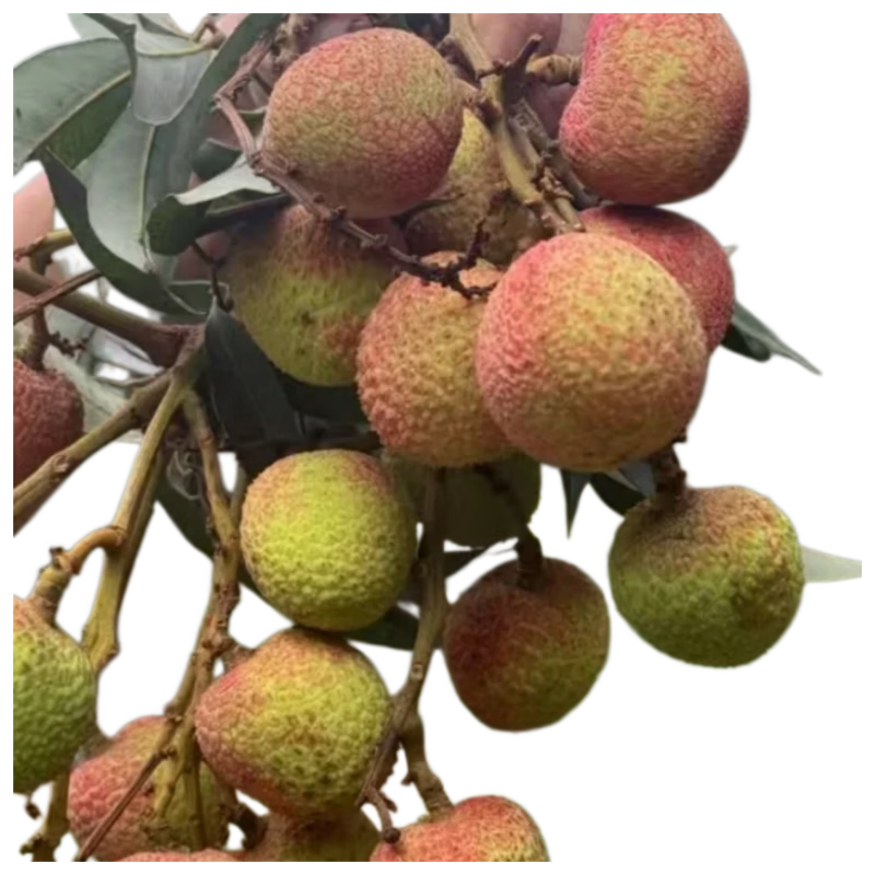 ���ڲ�������ϲ��2026������֦���º�ͷ��һ����֦�����֭��ĭ��ӱ������ʷ��� ����5������֦(����Լ30��)+������ĭ�� 119Ԫ