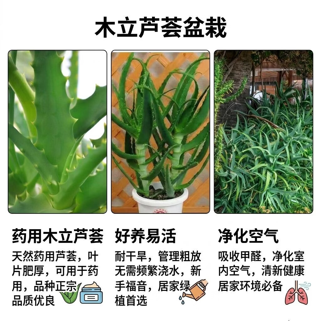 木立芦荟龙爪菊盆栽可药用 鲜新叶片苗老桩室内绿植多肉植物花卉 10年 药用老叶片 8片左右/斤