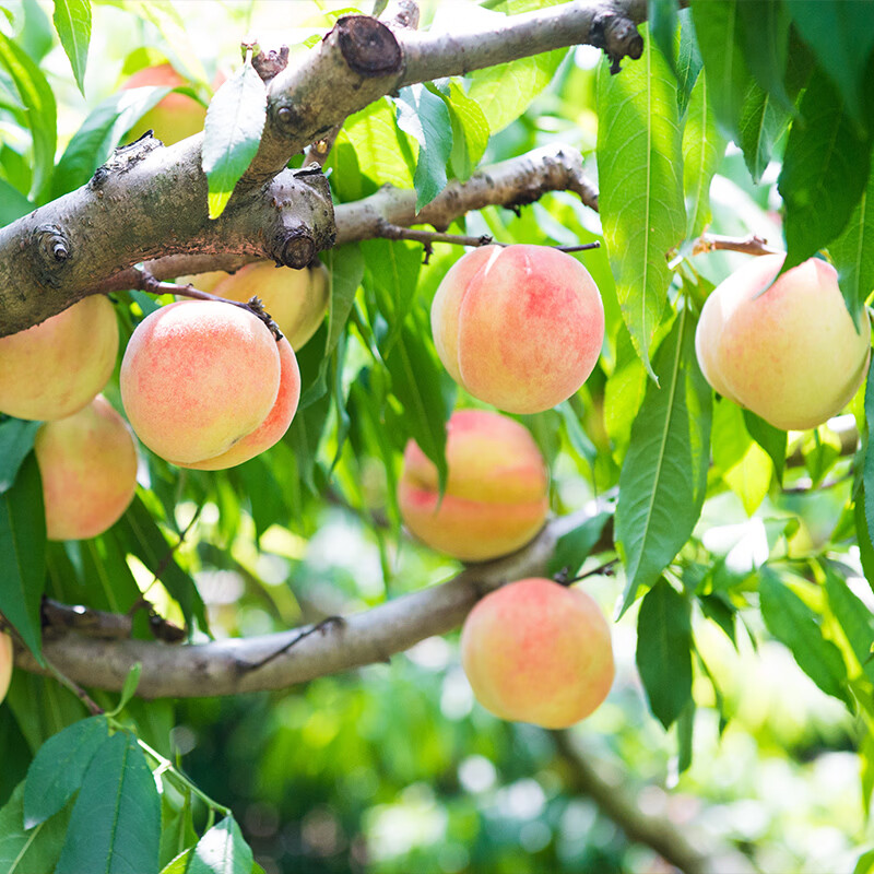 阳山水蜜桃 正宗无锡阳山水蜜桃 时令水果桃子 节日端午礼盒送礼 一级果4-5两12个礼盒净重4.8斤多