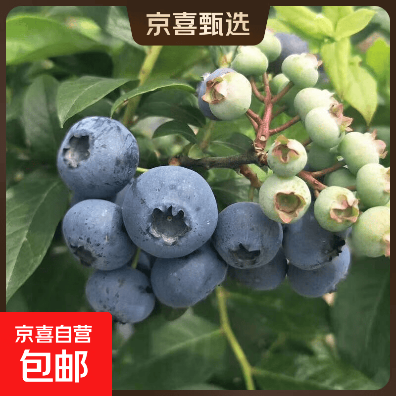 京喜加云南蓝莓【多地JD快递】超大果蓝莓新鲜水果 单盒净重90g+ 6盒装 多买多划算【90-115g/盒】 精选大果【单果18mm+】